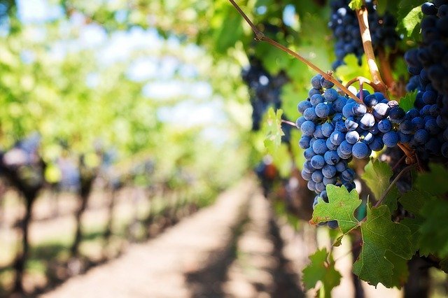 Proroga termine presentazione domande "Riduzione delle rese" di uve da vino